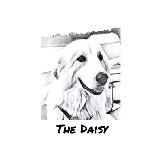 The Daisy